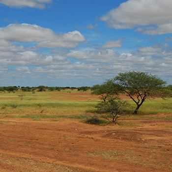 Sahel 2008